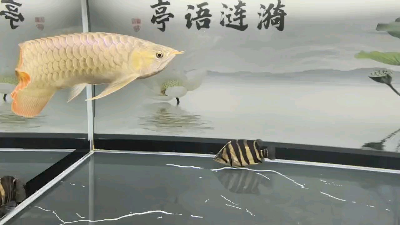 堅持愛好（zizai評論：堅持愛好的重要性與實踐）