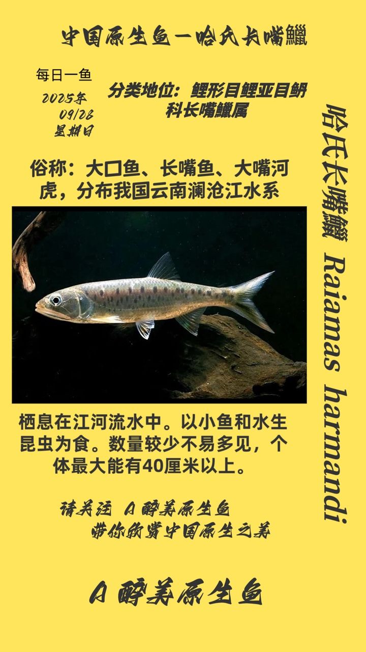 哈氏長嘴鱲（哈氏長嘴[需手動填充]——哈氏長嘴[需手動填充]）