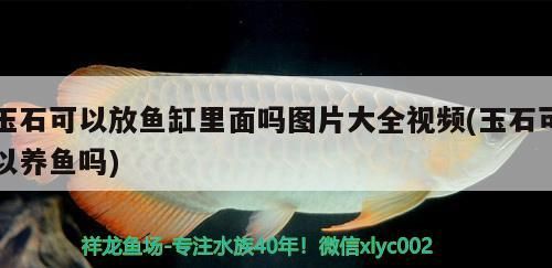 玉石可以放魚缸里面嗎圖片大全視頻(玉石可以養魚嗎)