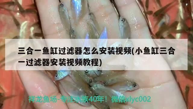 龍魚掉眼手術會瞎嗎（龍魚掉眼手術失敗會瞎嗎）