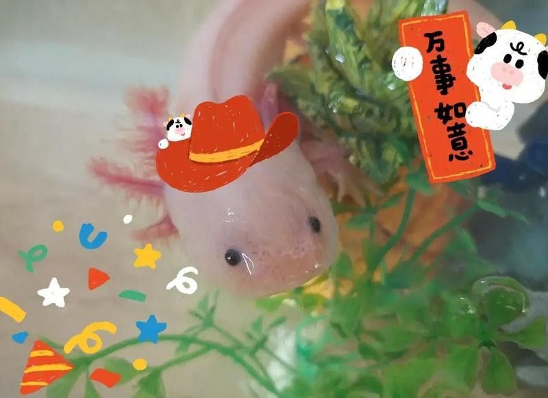 如何判斷六角恐龍是否生病（六角恐龍生病的判斷方法和對(duì)應(yīng)癥狀分析六角恐龍是否生病）