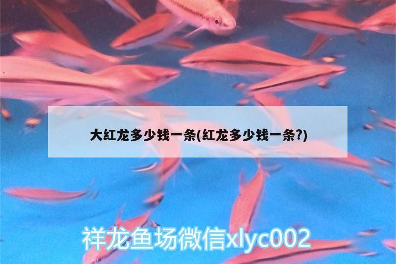 大紅龍多少錢一條(紅龍多少錢一條?)（大紅龍魚價格要比不發(fā)光還不過背的紅龍魚貴，紅龍魚價格差異大）