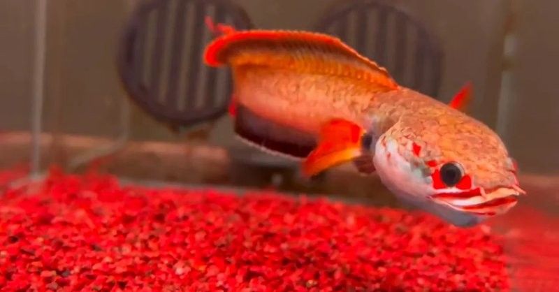 雷龍魚多久能適應(yīng)新環(huán)境（雷龍魚到家后的正確處理步驟世界不能沒有橘子小狗）