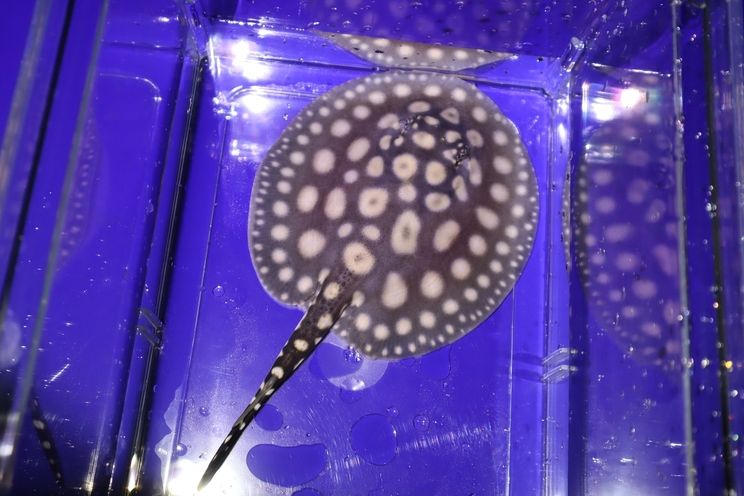 出練手黑白魟魚