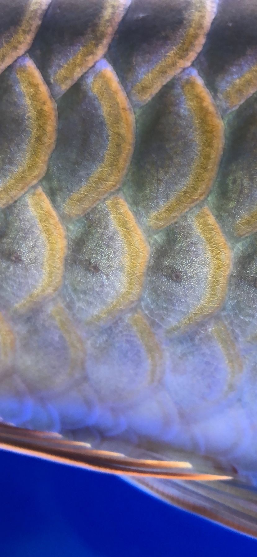 放假在家天天喂魚（放假在家天天喂魚，40天熱度,魚友謙回復(fù)@）