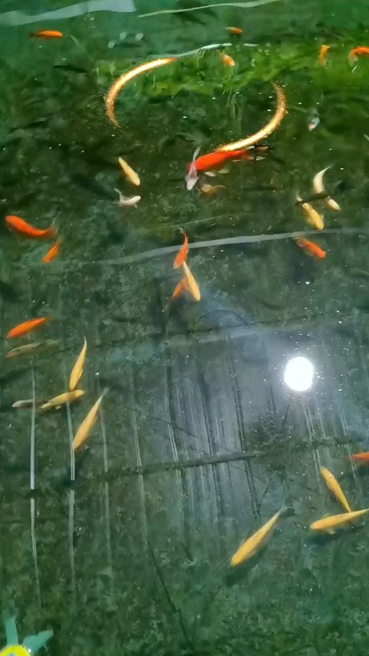 看圖猜一猜（看圖猜一猜，本研究旨在探索視覺圖像來預測未知事物的可能性）