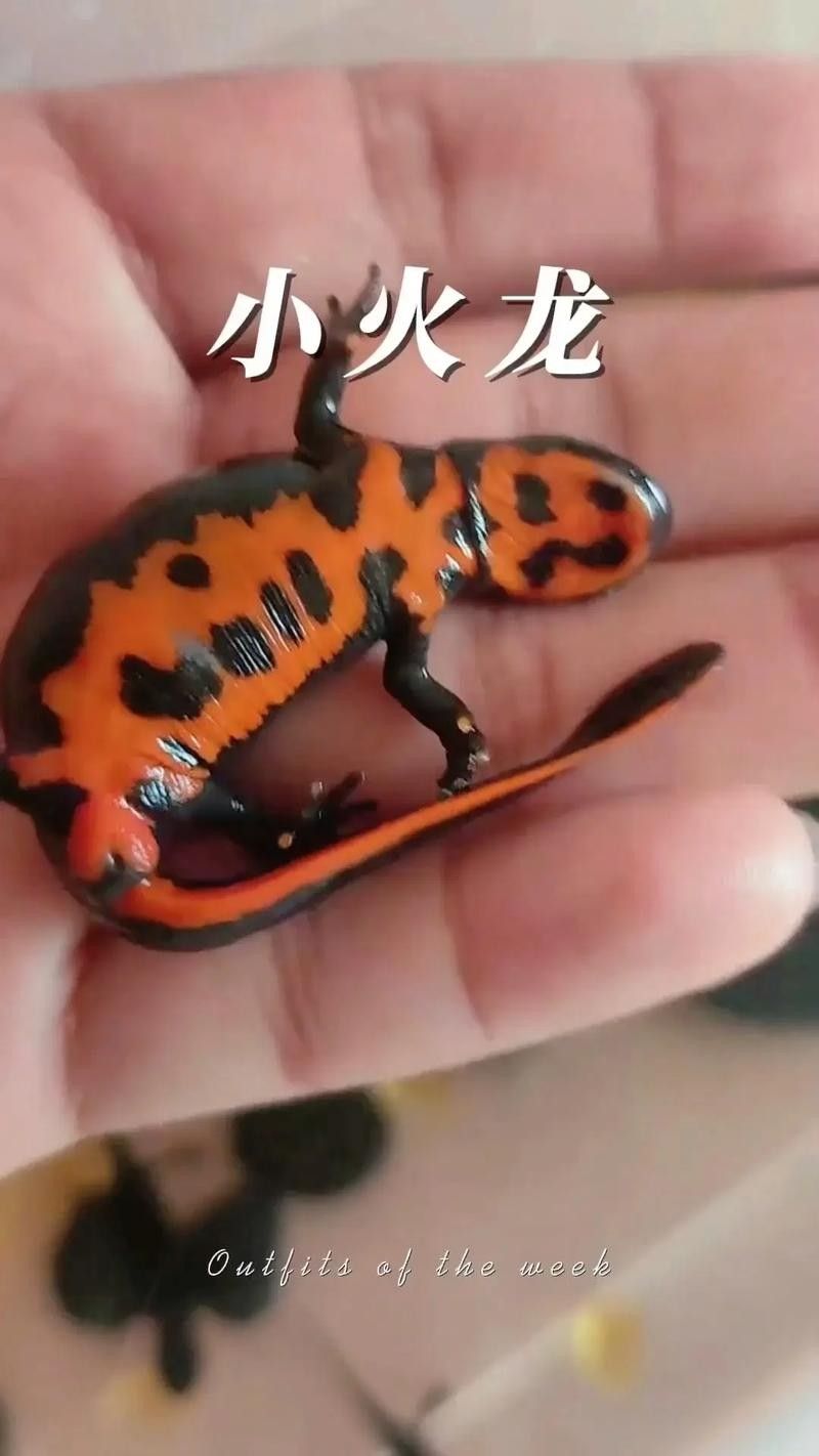 如何預(yù)防火龍魚咬人？（如何防止火龍魚咬人）