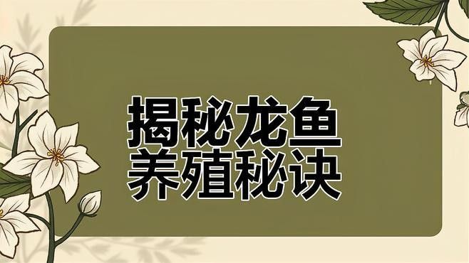 紅龍魚BTL的繁殖歷史如何（紅龍魚btl的繁殖歷史）