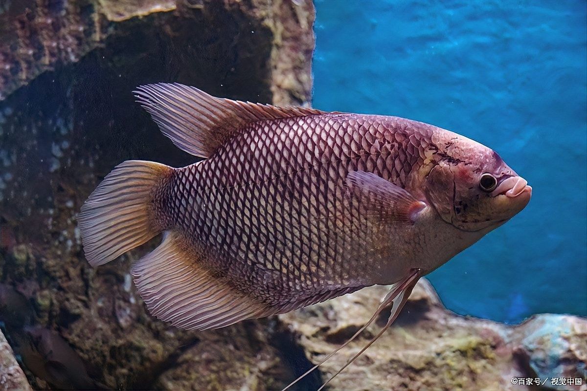 如何判斷龍魚是否患有失鰾癥（如何判斷龍魚患有失鰾癥）