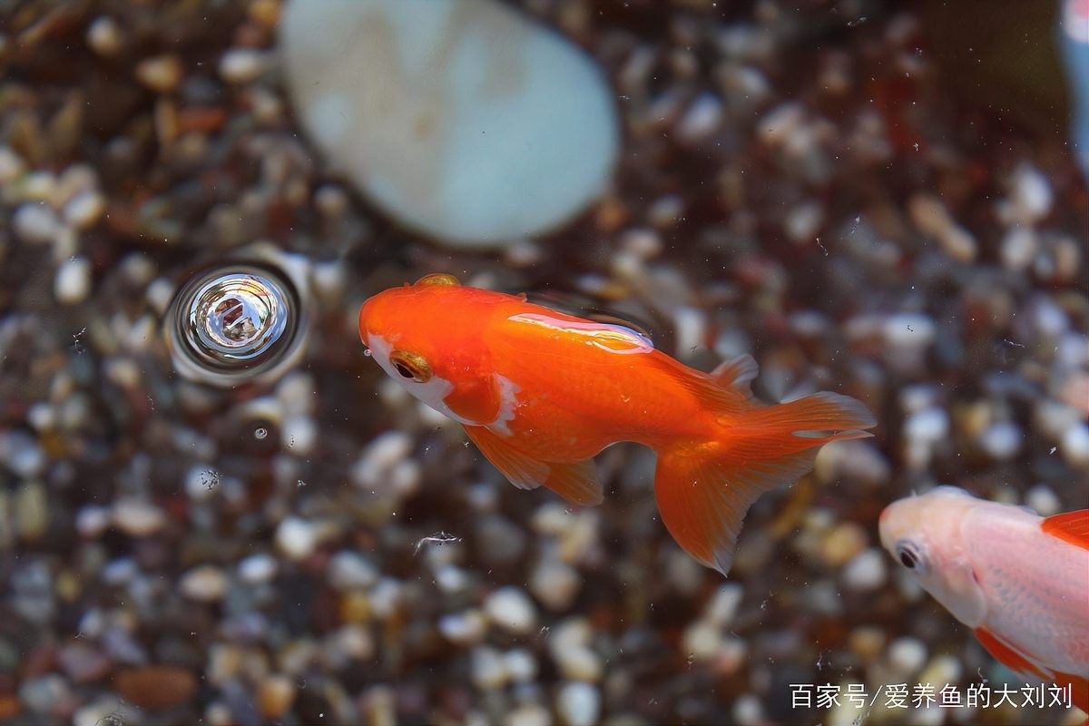 如何判斷龍魚是否患有失鰾癥（如何判斷龍魚患有失鰾癥）