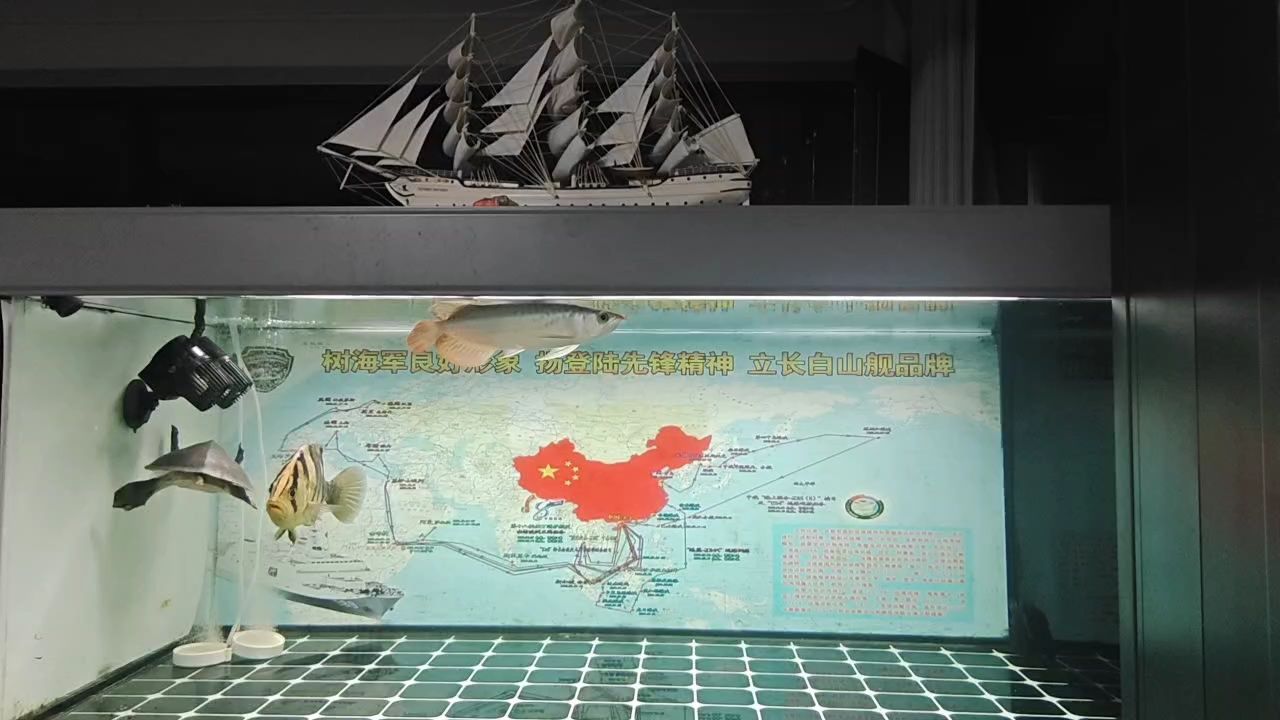 印尼虎魚多少溫度飼養最好:印尼虎魚多少溫度飼養最好印尼虎魚多少溫度飼養最好 辣椒紅龍(小伙不帥_人見人愛評論:杠杠滴,北京老寧評論杠杠滴) 龍魚論壇 辣椒紅龍(小伙不帥_人見人愛評論:杠杠滴,北京老寧評論杠杠滴) 辣椒紅龍(小伙不帥_人見人愛評論:杠杠滴,北京老寧評論杠杠滴) 龍魚論壇