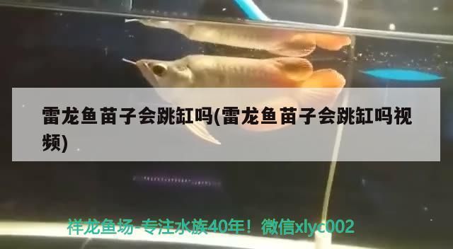 魚缸用增氧泵價(jià)格是多少:魚缸增氧機(jī)-xtrac增氧機(jī)-xtrac增氧機(jī) 雷龍魚苗子會跳缸嗎(雷龍魚苗子會跳缸嗎視頻) 觀賞魚百科 雷龍魚苗子會跳缸嗎(雷龍魚苗子會跳缸嗎視頻) 雷龍魚苗子會跳缸嗎(雷龍魚苗子會跳缸嗎視頻) 觀賞魚百科
