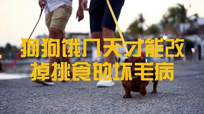 寵物挑食多久能調整過來？ 寵物挑食多久能調整過來？ 龍魚百科 第1張