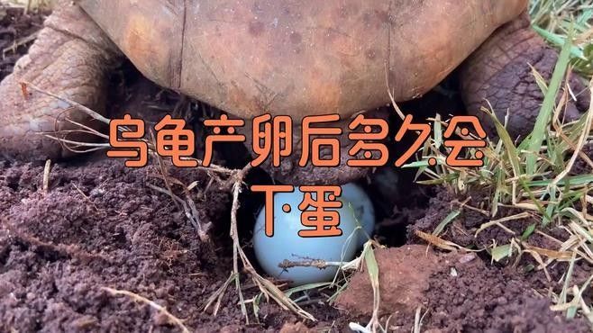 龍魚和烏龜會繁殖嗎（淺析不同龜種生育繁殖小知識）