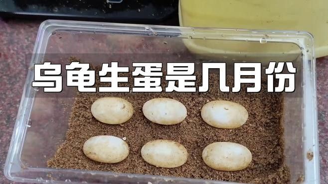 龍魚和烏龜會繁殖嗎（淺析不同龜種生育繁殖小知識）