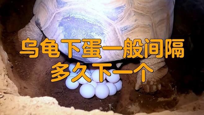 龍魚和烏龜會繁殖嗎（淺析不同龜種生育繁殖小知識）