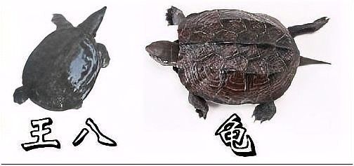 龍魚和烏龜會繁殖嗎（淺析不同龜種生育繁殖小知識）
