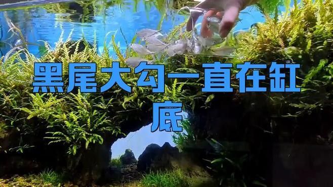 如何設(shè)置黑尾大鉤魚缸的水質(zhì)？（wx_大暖陽824979黑尾大勾魚飼養(yǎng)指南）