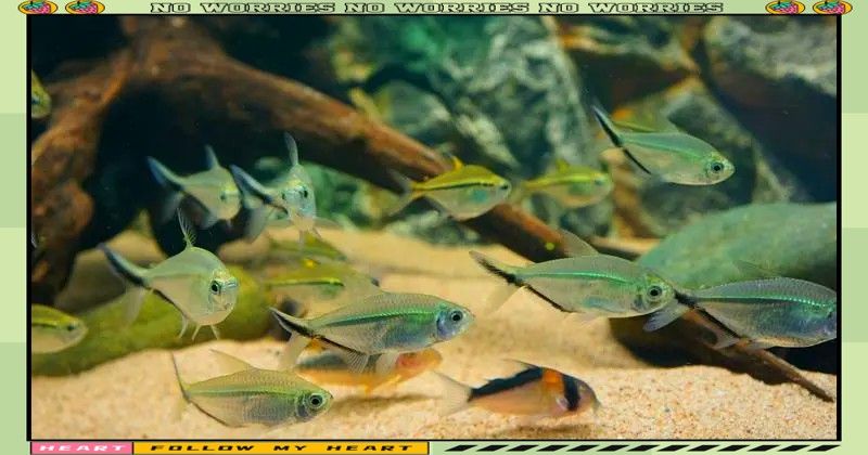 如何設(shè)置黑尾大鉤魚缸的水質(zhì)？（wx_大暖陽824979黑尾大勾魚飼養(yǎng)指南）