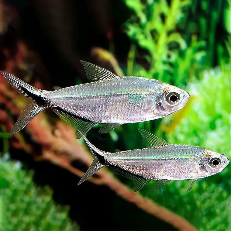 如何設(shè)置黑尾大鉤魚缸的水質(zhì)？（wx_大暖陽824979黑尾大勾魚飼養(yǎng)指南）