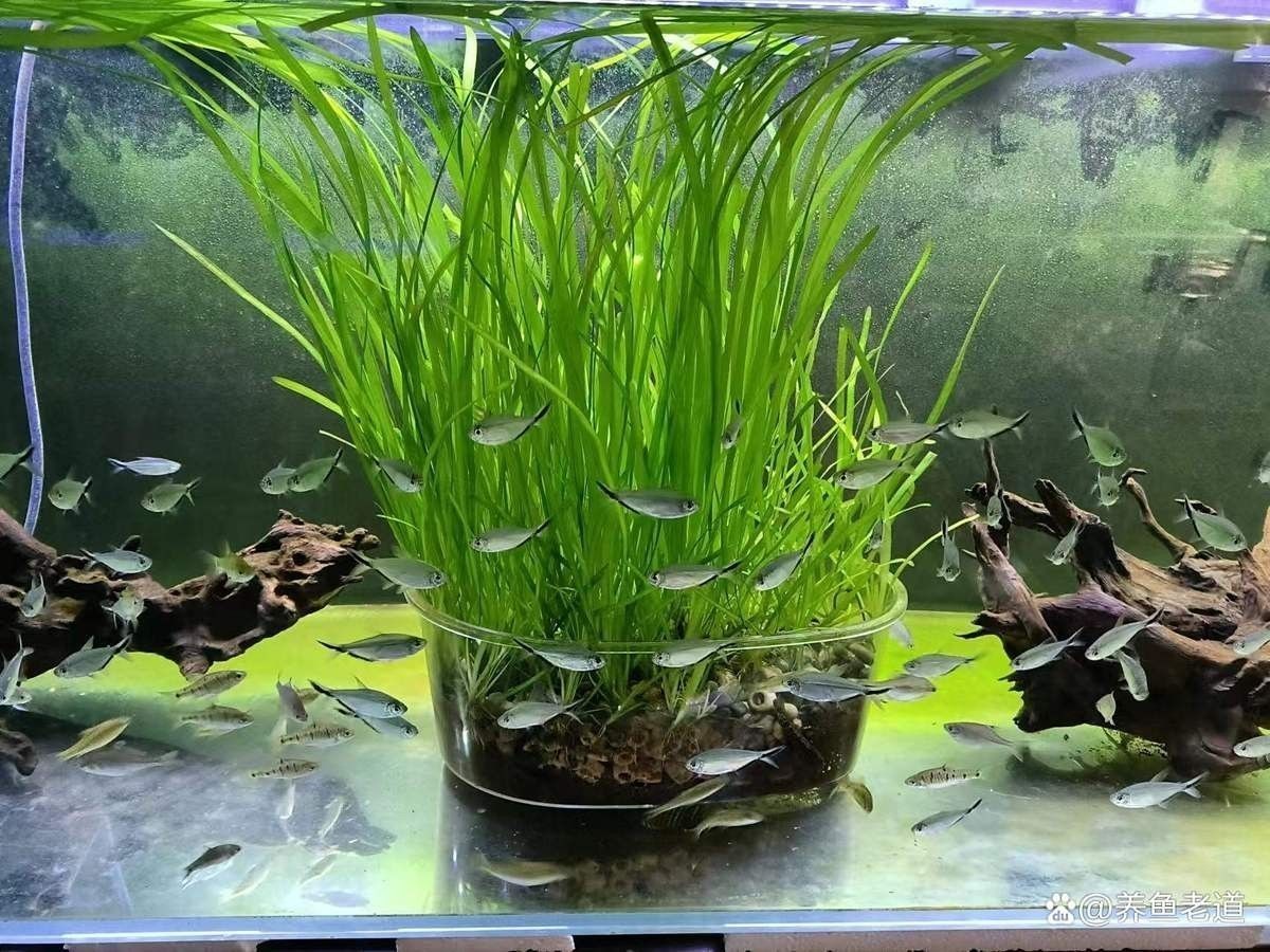 如何設(shè)置黑尾大鉤魚缸的水質(zhì)？（wx_大暖陽824979黑尾大勾魚飼養(yǎng)指南）