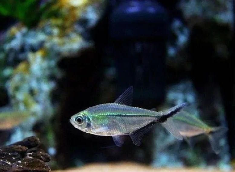 如何設(shè)置黑尾大鉤魚缸的水質(zhì)？（wx_大暖陽824979黑尾大勾魚飼養(yǎng)指南）