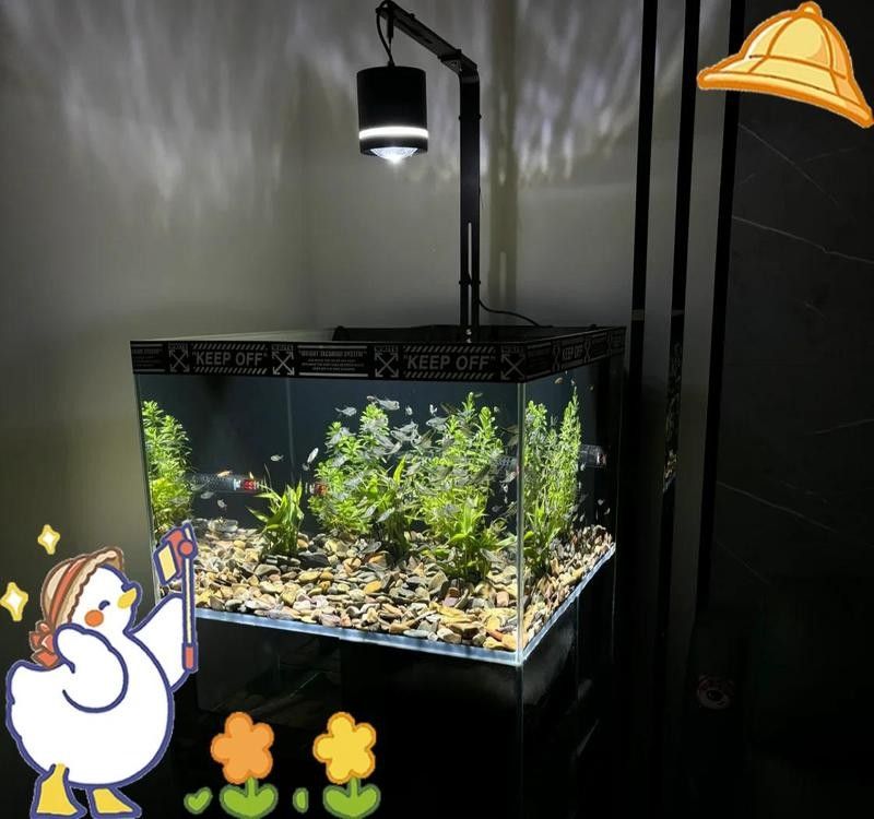 如何設(shè)置黑尾大鉤魚缸的水質(zhì)？（wx_大暖陽824979黑尾大勾魚飼養(yǎng)指南）