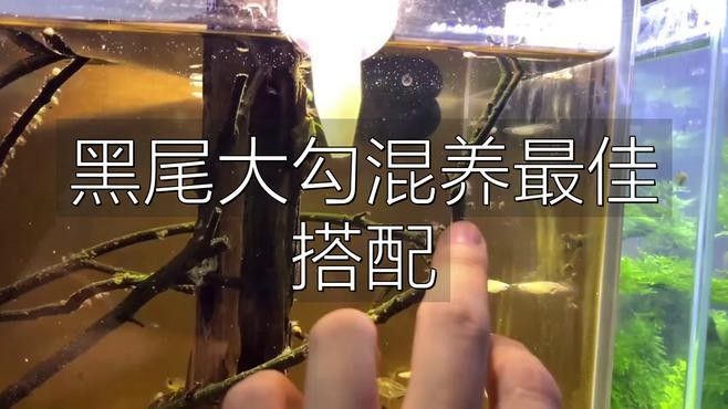 如何設(shè)置黑尾大鉤魚缸的水質(zhì)？（wx_大暖陽824979黑尾大勾魚飼養(yǎng)指南）