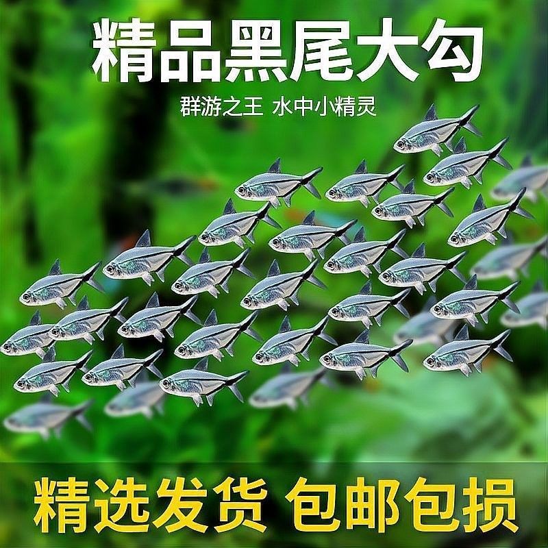 如何設(shè)置黑尾大鉤魚缸的水質(zhì)？（wx_大暖陽824979黑尾大勾魚飼養(yǎng)指南）
