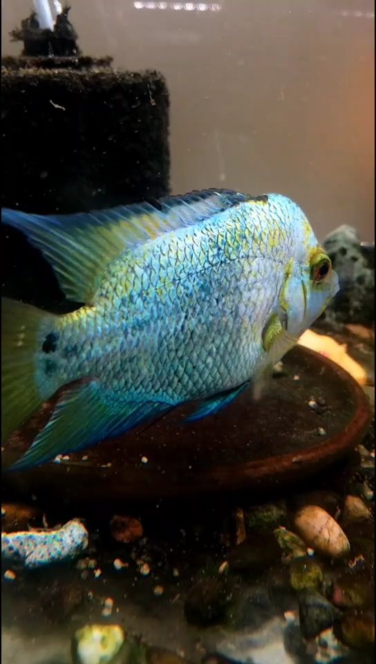 迷你鸚鵡雜交魚后才（迷你鸚鵡與普通魚類雜交后可能產生的遺傳影響）