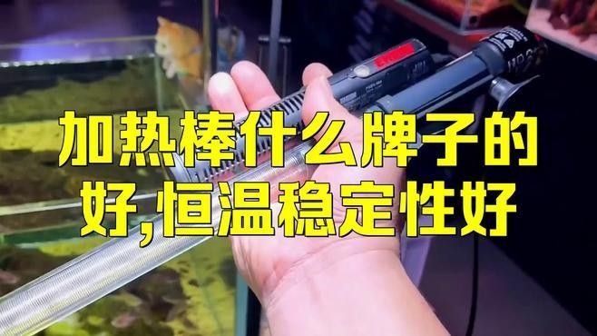 給我推薦幾款適合養(yǎng)龍魚的恒溫加熱棒（如何挑選適合大型龍魚缸的恒溫加熱棒）