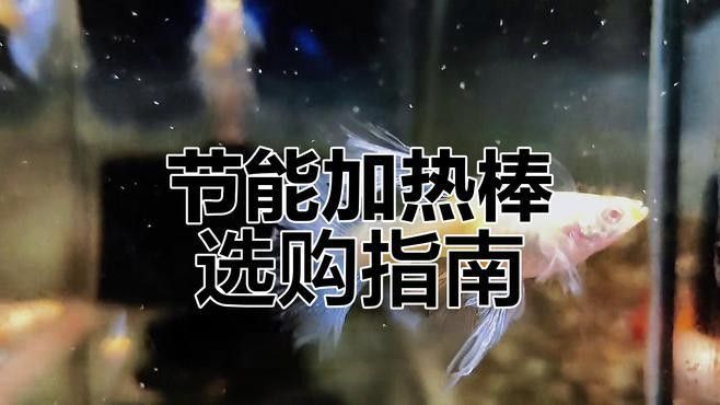 給我推薦幾款適合養(yǎng)龍魚的恒溫加熱棒（如何挑選適合大型龍魚缸的恒溫加熱棒）