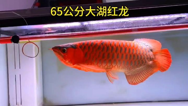 打燈1個月 半片紅（半片紅技術在攝影創作中的實用價值）