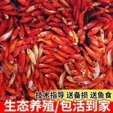 哪里可以買到正宗的紅龍魚幼魚苗（北京觀賞魚市場詳解紅龍魚幼魚苗可能會出售他們的幼魚苗） 哪里可以買到正宗的紅龍魚幼魚苗（北京觀賞魚市場詳解紅龍魚幼魚苗可能會出售他們的幼魚苗） 龍魚百科 第13張