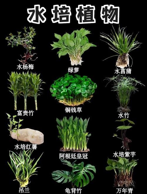 哪些水草適合放在魚缸里（為魚缸選擇合適的水草需要考慮幾個關鍵因素以確保它們能夠茁壯成長）