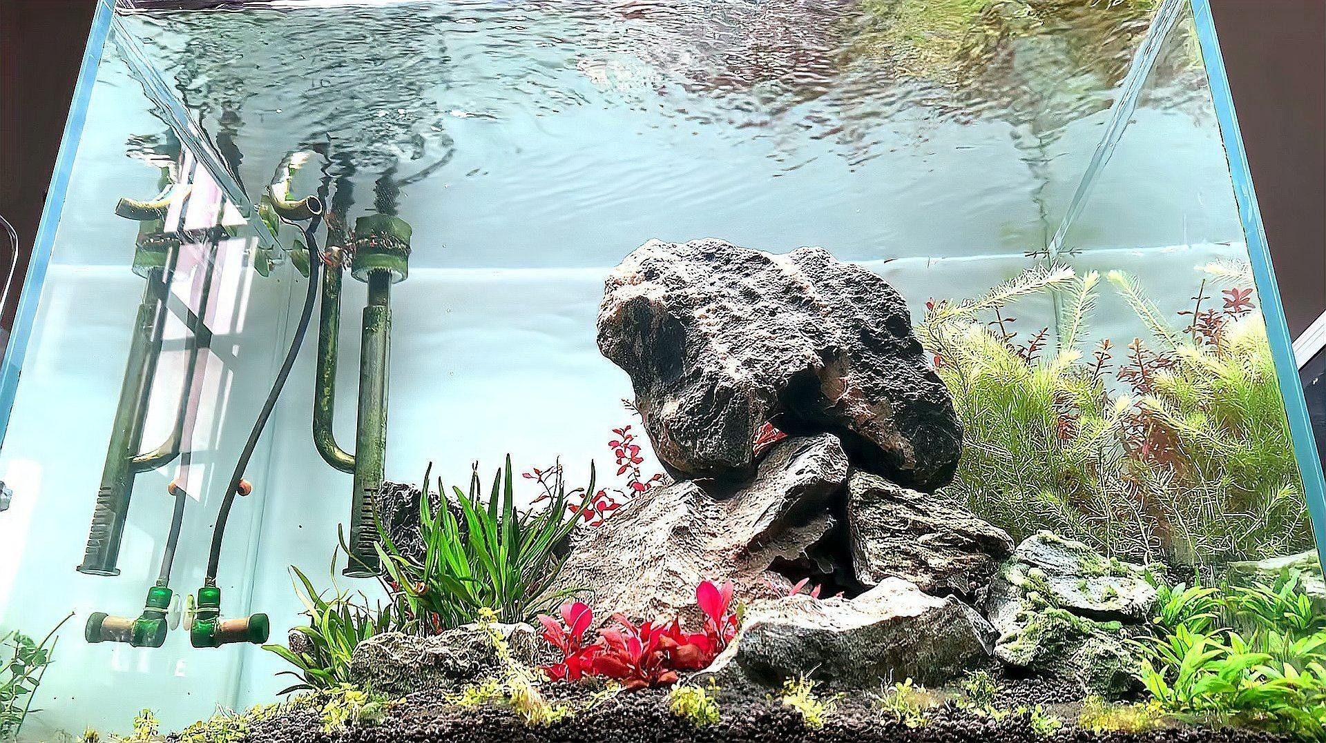 哪些水草適合放在魚缸里（為魚缸選擇合適的水草需要考慮幾個關鍵因素以確保它們能夠茁壯成長）