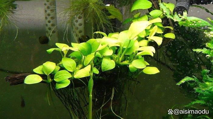 哪些水草適合放在魚缸里（為魚缸選擇合適的水草需要考慮幾個關鍵因素以確保它們能夠茁壯成長）