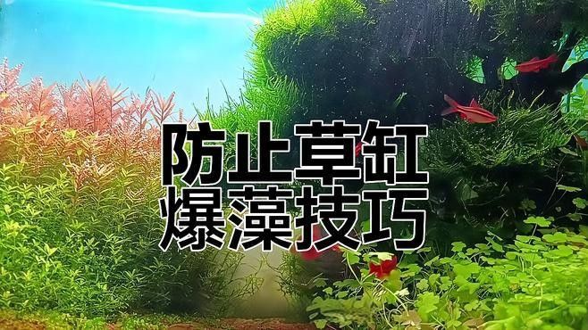 哪些水草適合放在魚缸里（為魚缸選擇合適的水草需要考慮幾個關鍵因素以確保它們能夠茁壯成長）