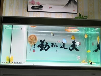 彩蝶魚缸下水管件哪個牌子好用：彩蝶魚缸下水管件哪個品牌好用