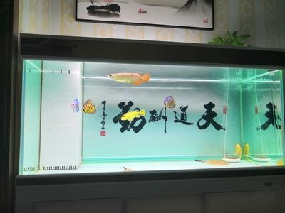 彩蝶魚缸下水管件哪個牌子好用：彩蝶魚缸下水管件哪個品牌好用