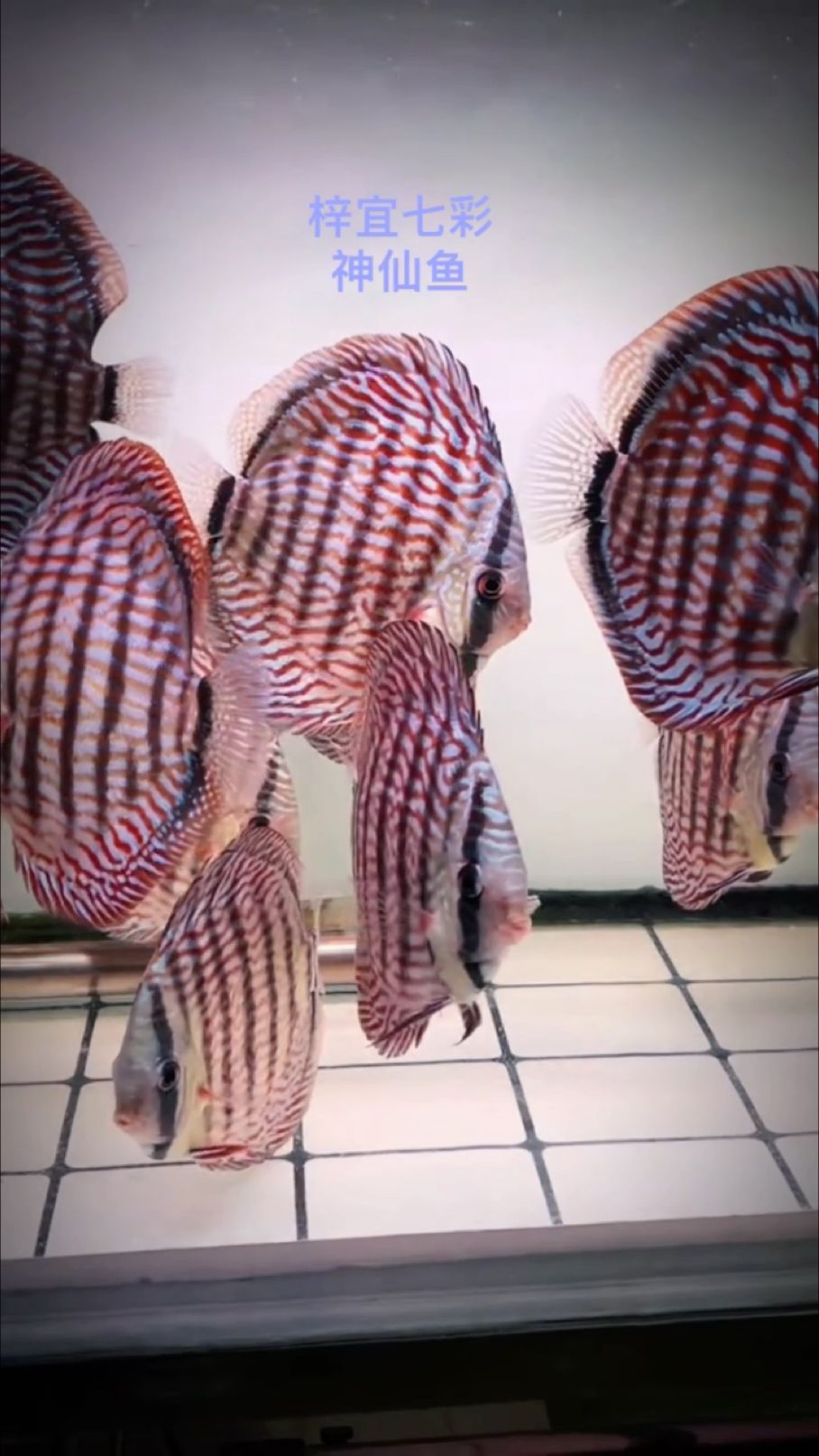七彩神仙魚（七彩神仙魚是一種色彩斑斕的熱帶觀賞魚）