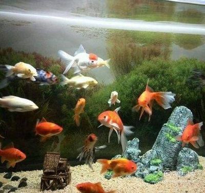 陶瓷缸做的魚缸(陶瓷缸做的魚缸圖片)（如何利用陶瓷缸做的魚缸）