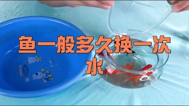 藍金龍魚多久換一次水？（藍金龍魚多久換一次水最好）
