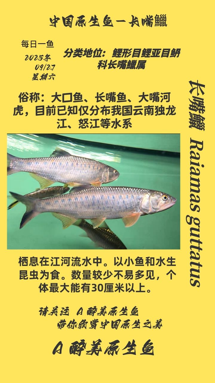 長嘴鱲（嘴[需手動填充]是一種體型較小、體色為銀灰色或褐色的淡水魚類）