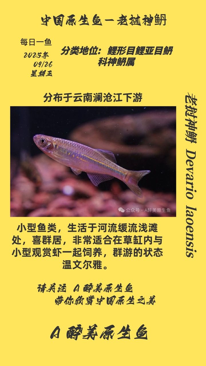 老撾神丹（老撾神丹的主要功效）