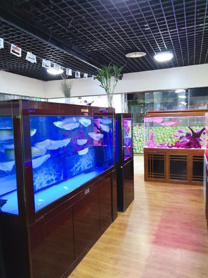 美姑哪個水族館龍魚好？祥龍魚場龍魚（一條龍魚大概要多少錢）