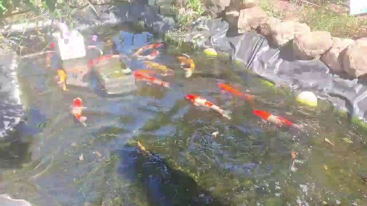 玩錦鯉的最高境界（玩錦鯉的最高境界不僅僅是技術上的精湛，更是對自然和諧共存）