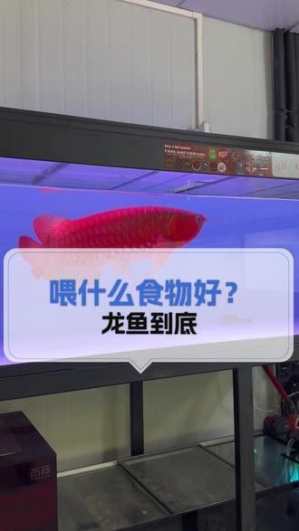 龍魚增色飼料有哪些（關于龍魚增色飼料的綜合推薦及分析）