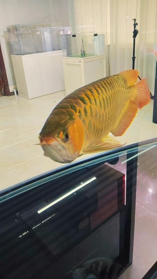 推薦一些高清的龍魚魚缸壁紙
