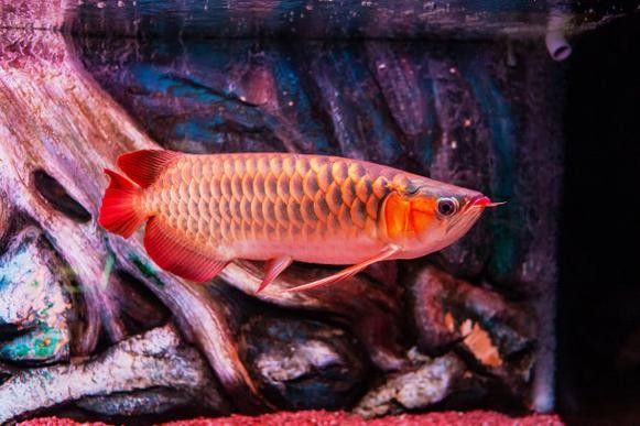新鄉哪個水族館龍魚好？祥龍魚場龍魚（新鄉市祥龍魚場）
